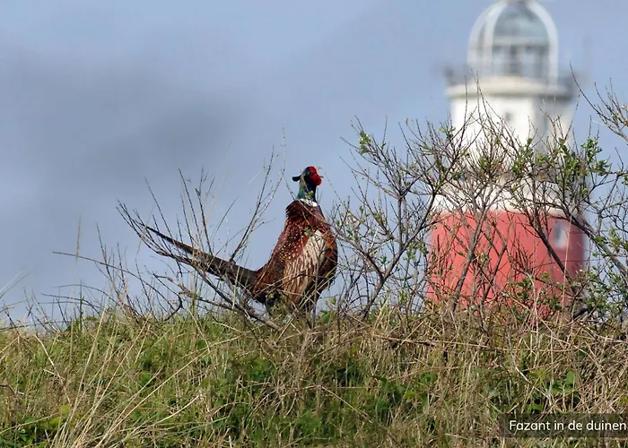 Villapark Residentie Texel *